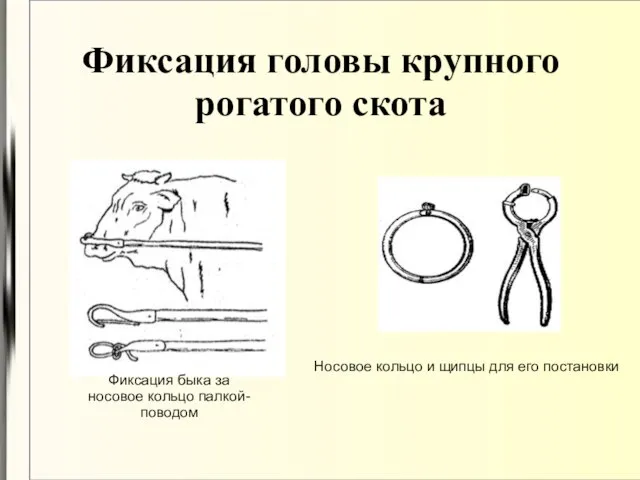 Фиксация головы крупного рогатого скота Фиксация быка за носовое кольцо палкой-поводом