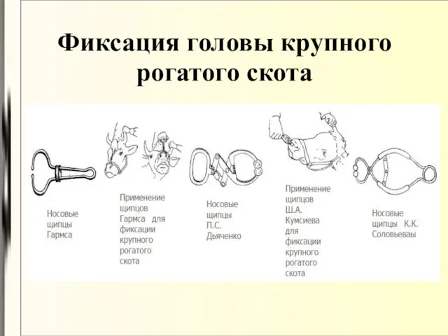 Фиксация головы крупного рогатого скота