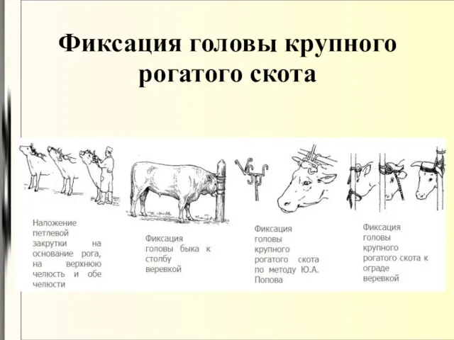 Фиксация головы крупного рогатого скота