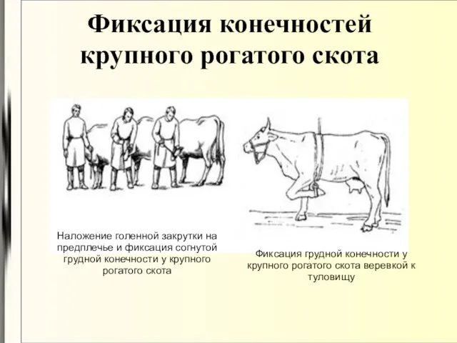 Фиксация конечностей крупного рогатого скота Наложение голенной закрутки на предплечье и