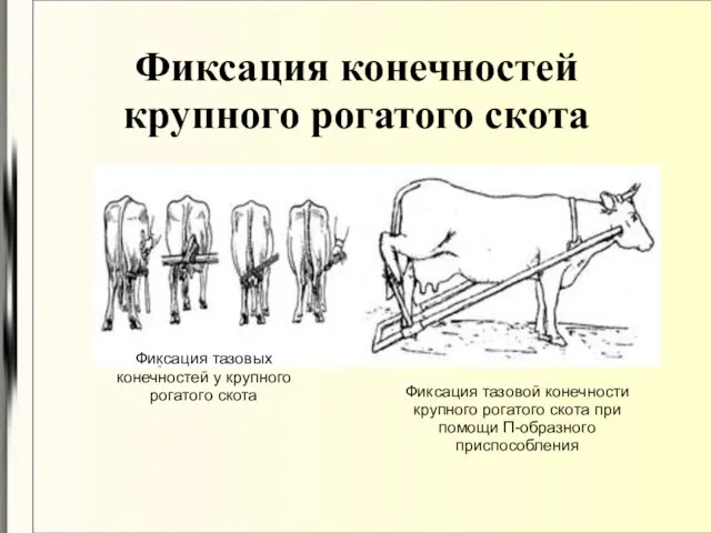 Фиксация конечностей крупного рогатого скота Фиксация тазовых конечностей у крупного рогатого