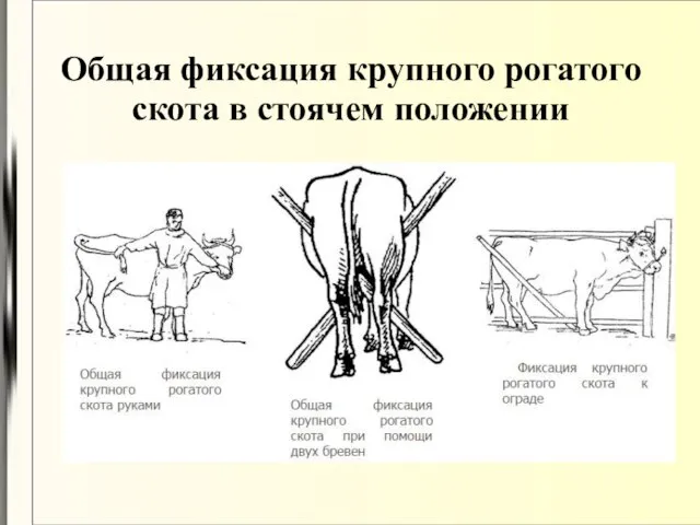 Общая фиксация крупного рогатого скота в стоячем положении