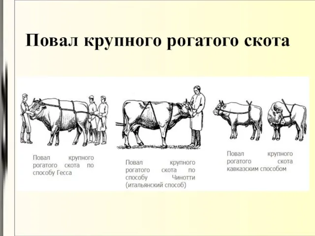 Повал крупного рогатого скота