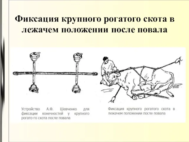 Фиксация крупного рогатого скота в лежачем положении после повала