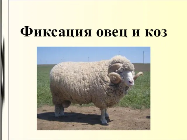Фиксация овец и коз
