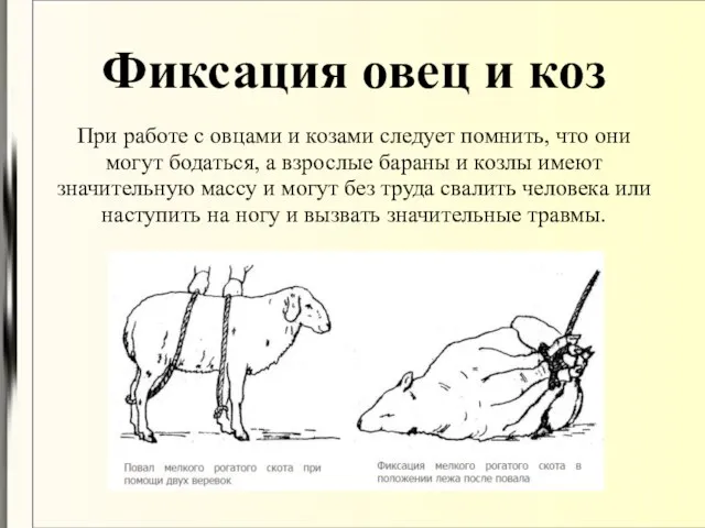 Фиксация овец и коз При работе с овцами и козами следует