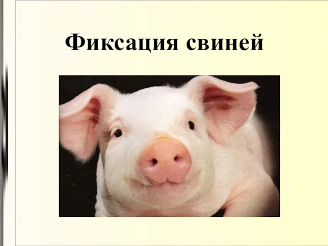 Фиксация свиней