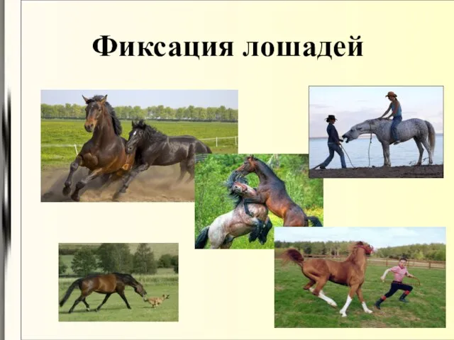 Фиксация лошадей