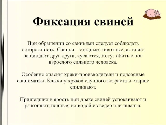 Фиксация свиней При обращении со свиньями следует соблюдать осторожность. Свиньи –