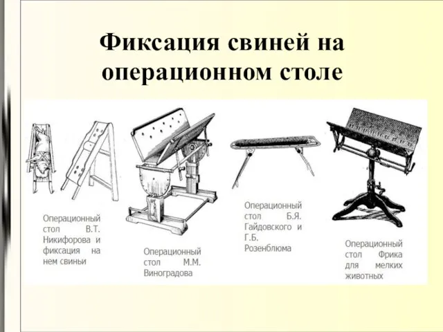 Фиксация свиней на операционном столе