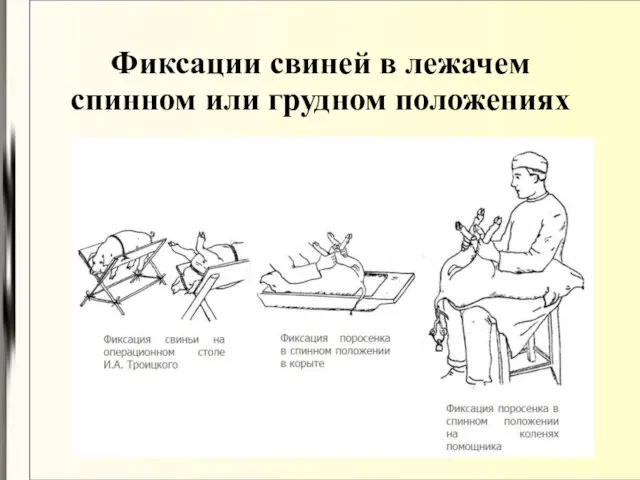 Фиксации свиней в лежачем спинном или грудном положениях