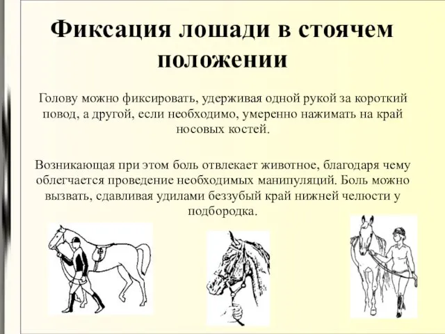 Фиксация лошади в стоячем положении Голову можно фиксировать, удерживая одной рукой