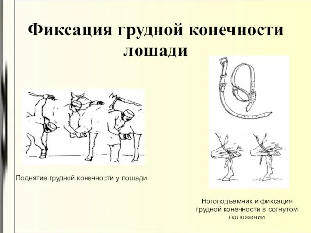 Фиксация грудной конечности лошади Поднятие грудной конечности у лошади Ногоподъемник и