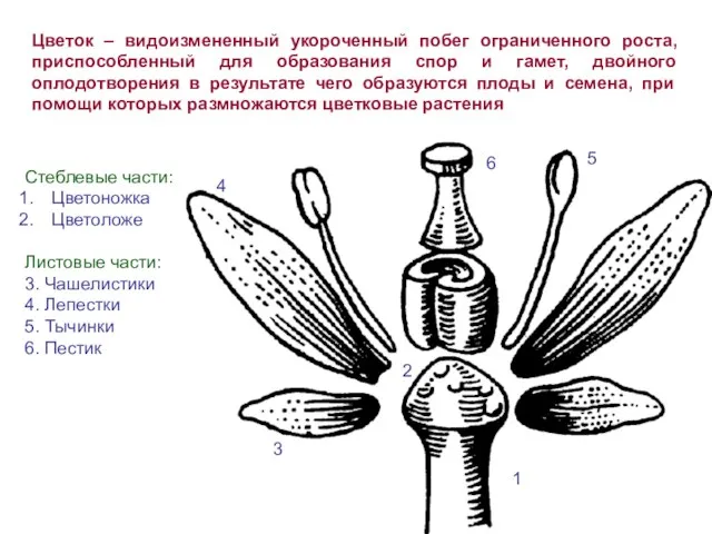 Цветок – видоизмененный укороченный побег ограниченного роста, приспособленный для образования спор