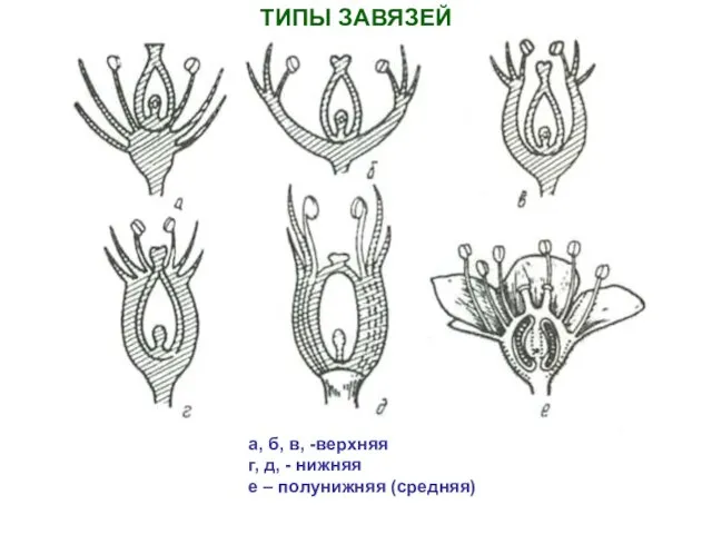 ТИПЫ ЗАВЯЗЕЙ а, б, в, -верхняя г, д, - нижняя е – полунижняя (средняя)