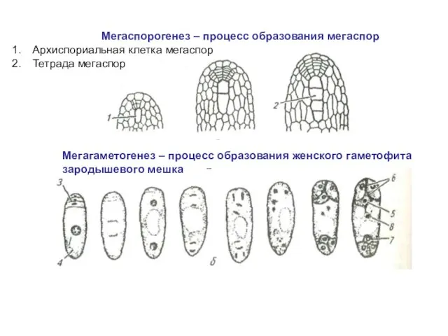 Мегагаметогенез – процесс образования женского гаметофита зародышевого мешка Мегаспорогенез – процесс