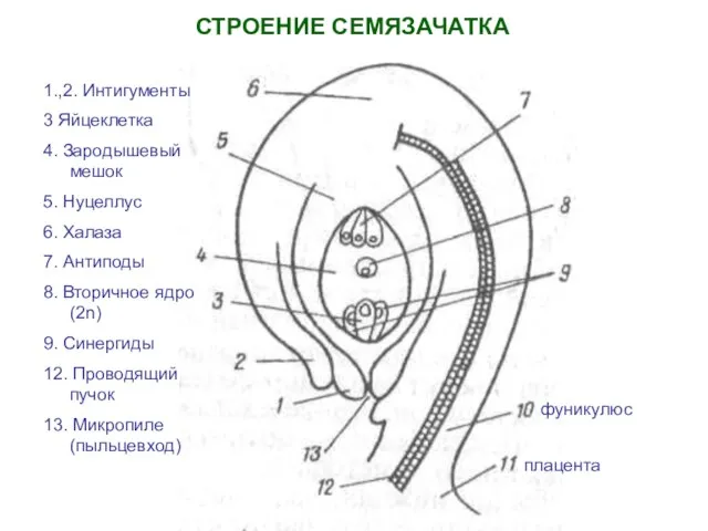 СТРОЕНИЕ СЕМЯЗАЧАТКА 1.,2. Интигументы 3 Яйцеклетка 4. Зародышевый мешок 5. Нуцеллус