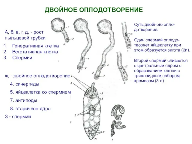 ДВОЙНОЕ ОПЛОДОТВОРЕНИЕ А, б, в, г, д, - рост пыльцевой трубки