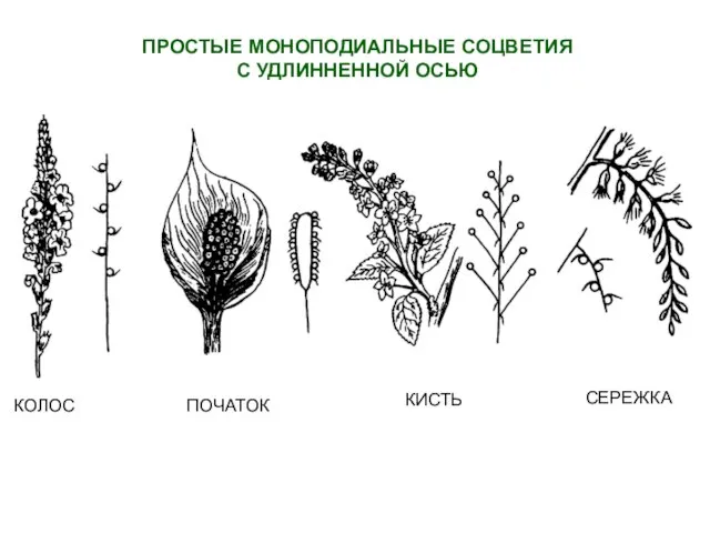 ПРОСТЫЕ МОНОПОДИАЛЬНЫЕ СОЦВЕТИЯ С УДЛИННЕННОЙ ОСЬЮ КОЛОС ПОЧАТОК КИСТЬ СЕРЕЖКА