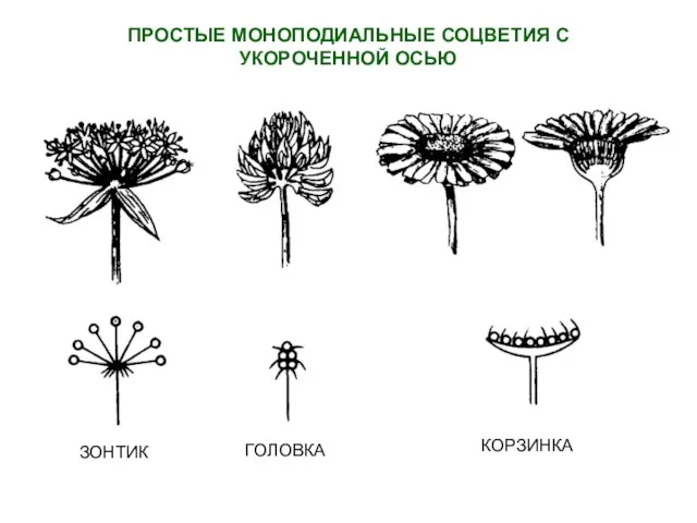 ПРОСТЫЕ МОНОПОДИАЛЬНЫЕ СОЦВЕТИЯ С УКОРОЧЕННОЙ ОСЬЮ ЗОНТИК ГОЛОВКА КОРЗИНКА