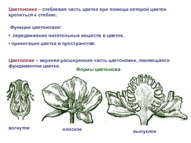 Цветоножка – стеблевая часть цветка при помощи которой цветок крепиться к