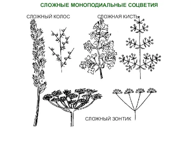 СЛОЖНЫЕ МОНОПОДИАЛЬНЫЕ СОЦВЕТИЯ СЛОЖНЫЙ КОЛОС СЛОЖНАЯ КИСТЬ СЛОЖНЫЙ ЗОНТИК