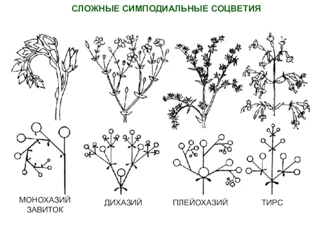 СЛОЖНЫЕ СИМПОДИАЛЬНЫЕ СОЦВЕТИЯ МОНОХАЗИЙ ЗАВИТОК ДИХАЗИЙ ПЛЕЙОХАЗИЙ ТИРС