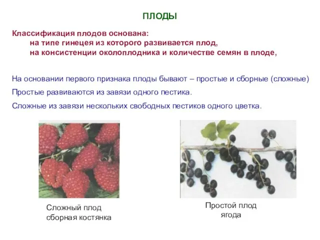 ПЛОДЫ Классификация плодов основана: на типе гинецея из которого развивается плод,