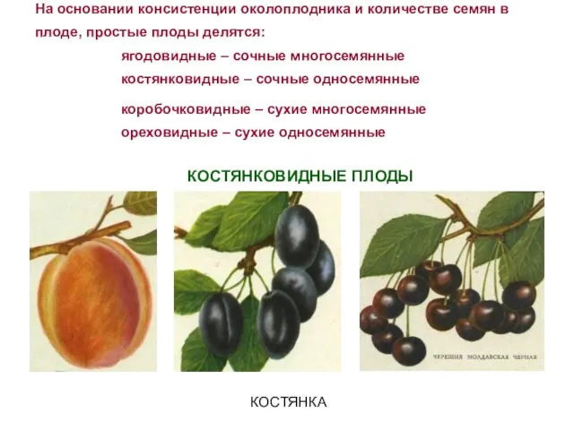 На основании консистенции околоплодника и количестве семян в плоде, простые плоды