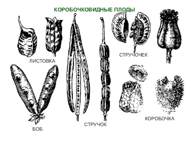 КОРОБОЧКОВИДНЫЕ ПЛОДЫ ЛИСТОВКА БОБ СТРУЧОК СТРУЧОЧЕК КОРОБОЧКА