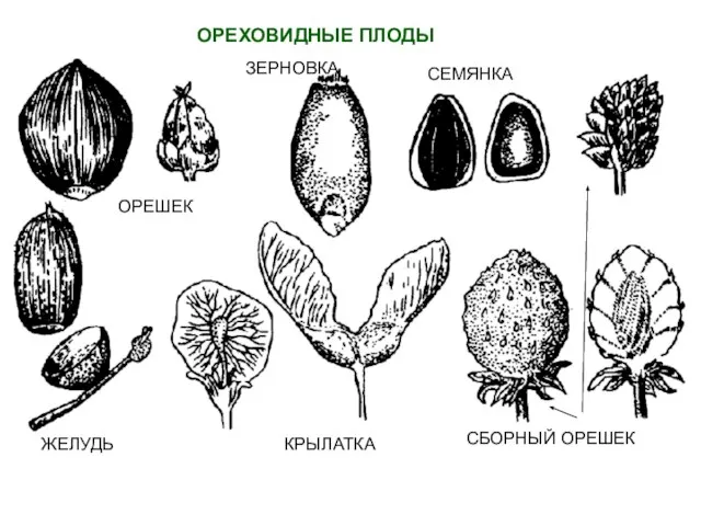 ОРЕХОВИДНЫЕ ПЛОДЫ ОРЕШЕК ЖЕЛУДЬ ЗЕРНОВКА КРЫЛАТКА СЕМЯНКА СБОРНЫЙ ОРЕШЕК