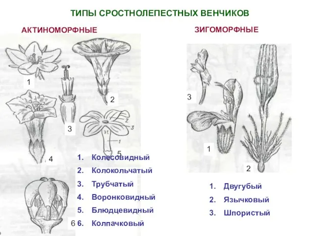 ТИПЫ СРОСТНОЛЕПЕСТНЫХ ВЕНЧИКОВ 1 3 6 5 4 2 Колесовидный Колокольчатый