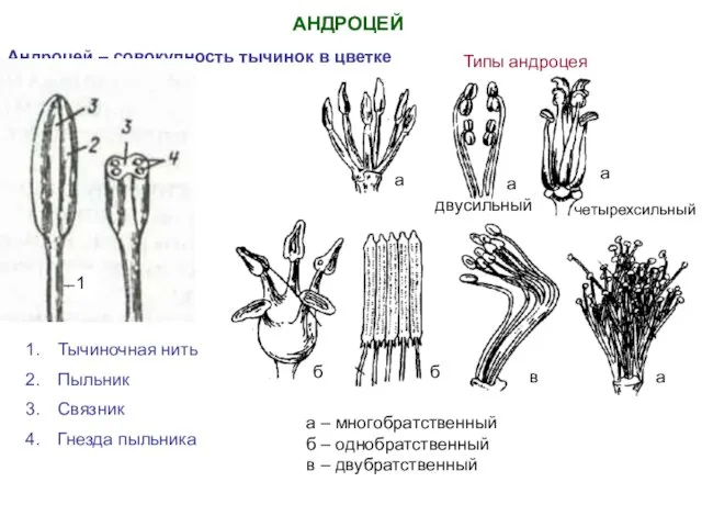 АНДРОЦЕЙ Андроцей – совокупность тычинок в цветке 1 Тычиночная нить Пыльник