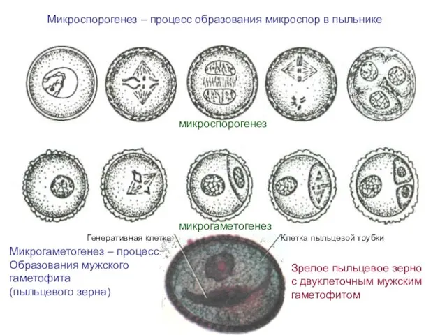 Клетка пыльцевой трубки Генеративная клетка Зрелое пыльцевое зерно с двуклеточным мужским