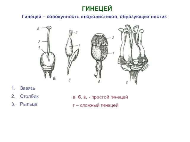 ГИНЕЦЕЙ Гинецей – совокупность плодолистиков, образующих пестик Завязь Столбик Рыльце а