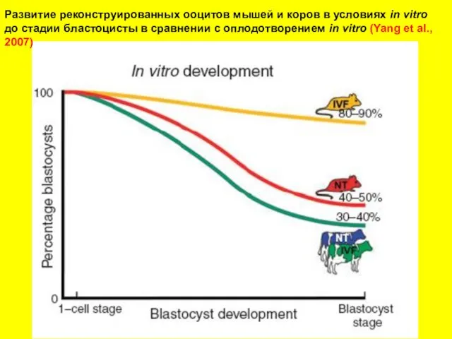 Развитие реконструированных ооцитов мышей и коров в условиях in vitro до