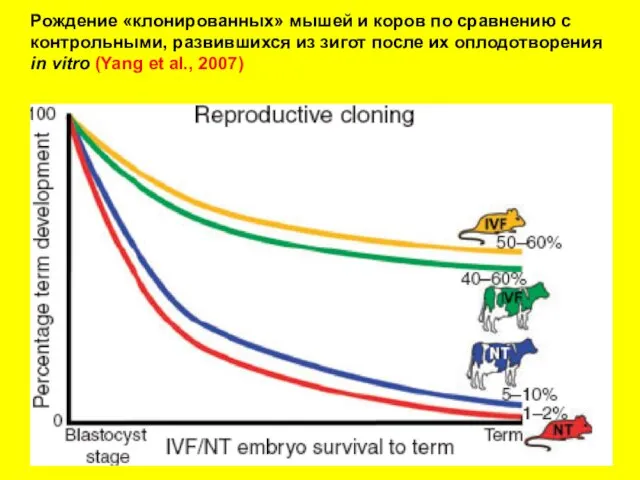Рождение «клонированных» мышей и коров по сравнению с контрольными, развившихся из