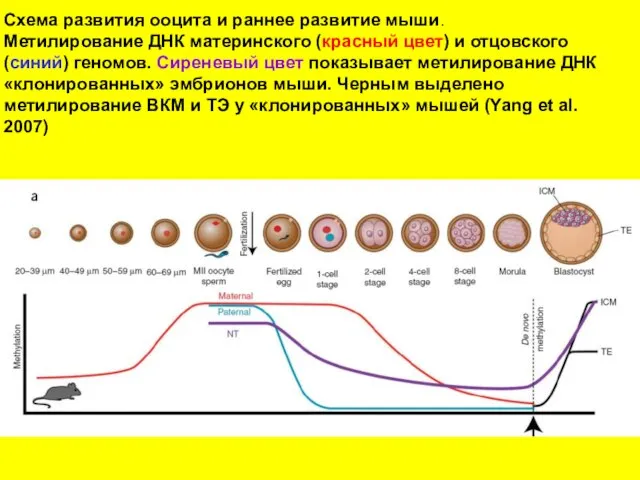 Схема развития ооцита и раннее развитие мыши. Метилирование ДНК материнского (красный