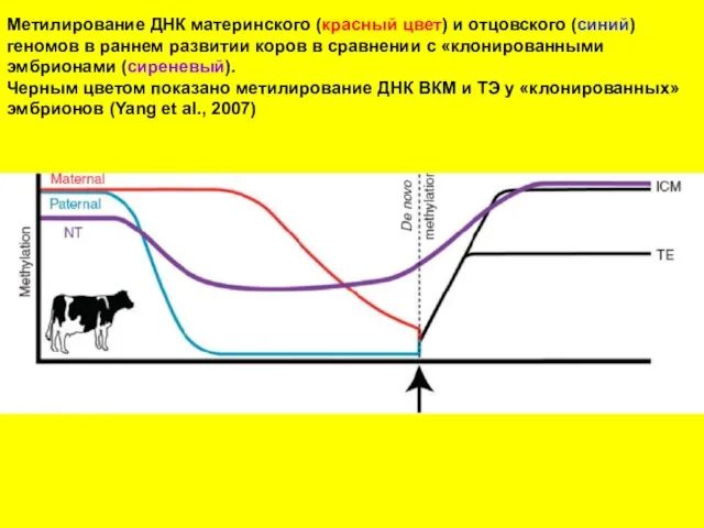 Метилирование ДНК материнского (красный цвет) и отцовского (синий) геномов в раннем