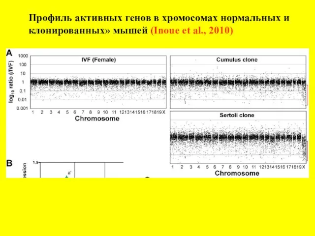 Профиль активных генов в хромосомах нормальных и клонированных» мышей (Inoue et al., 2010)