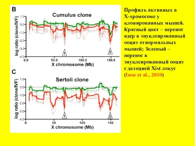 Профиль активных в Х-хромосоме у клонированных мышей. Красный цвет – перенос