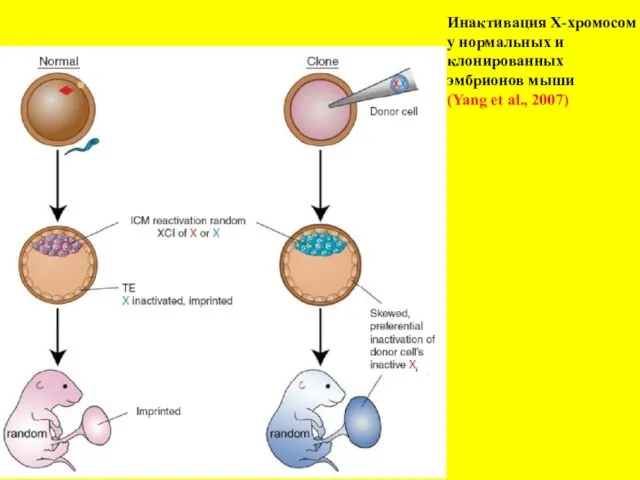 Инактивация Х-хромосом у нормальных и клонированных эмбрионов мыши (Yang et al., 2007)