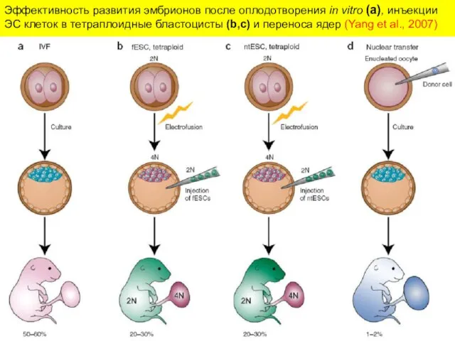Эффективность развития эмбрионов после оплодотворения in vitro (a), инъекции ЭС клеток