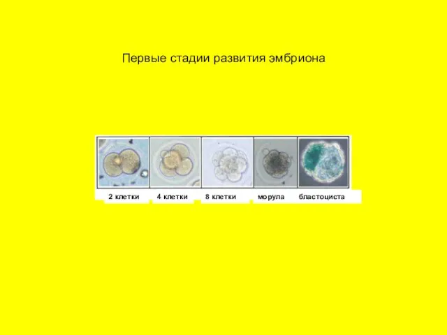 Первые стадии развития эмбриона 2 клетки 2 клетки 4 клетки 8 клетки морула бластоциста