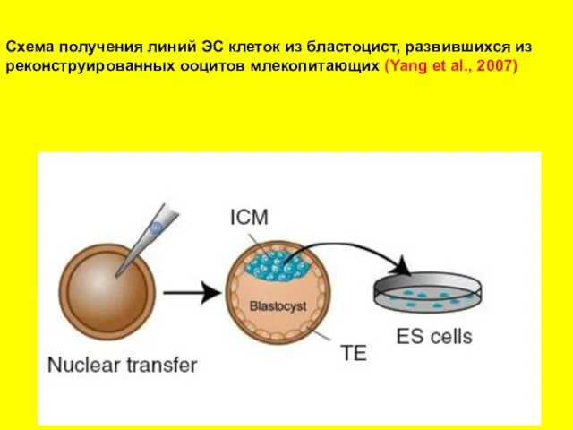 Схема получения линий ЭС клеток из бластоцист, развившихся из реконструированных ооцитов млекопитающих (Yang et al., 2007)
