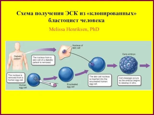 Схема получения ЭСК из «клонированных» бластоцист человека Melissa Henriksen, PhD