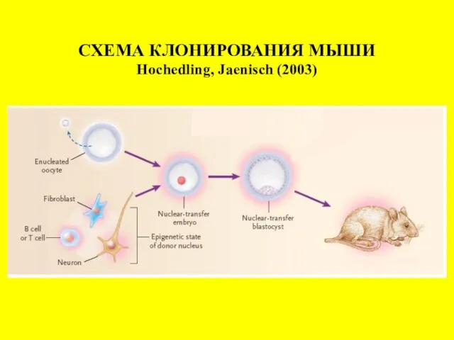 СХЕМА КЛОНИРОВАНИЯ МЫШИ Hochedling, Jaenisch (2003)