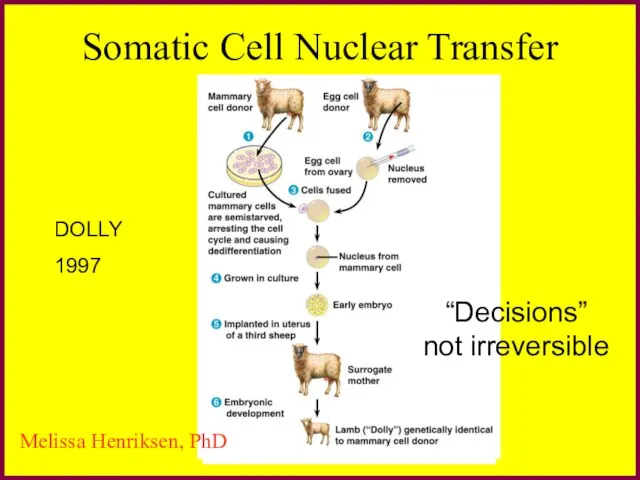 Somatic Cell Nuclear Transfer DOLLY 1997 “Decisions” not irreversible Melissa Henriksen, PhD