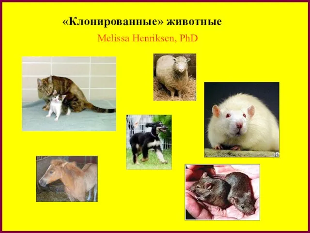 «Клонированные» животные Melissa Henriksen, PhD