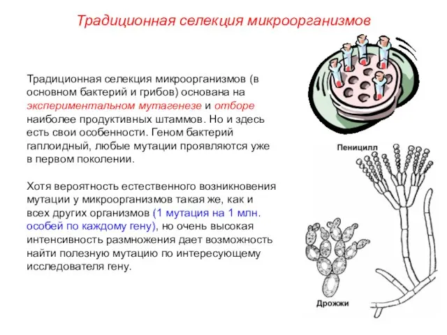 Традиционная селекция микроорганизмов (в основном бактерий и грибов) основана на экспериментальном